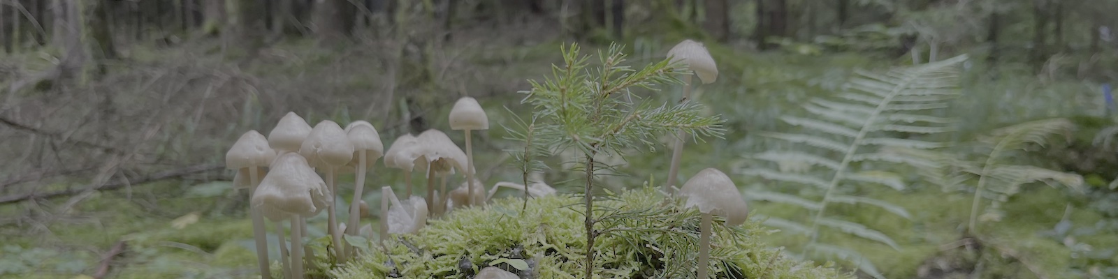 Pilze auf einem Ast mit Moos